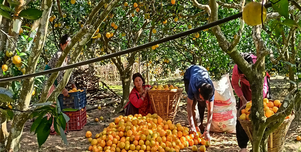 जुनार खेतीबाट समृद्दिको यात्राामा अघि बढ्दै सिन्धुली