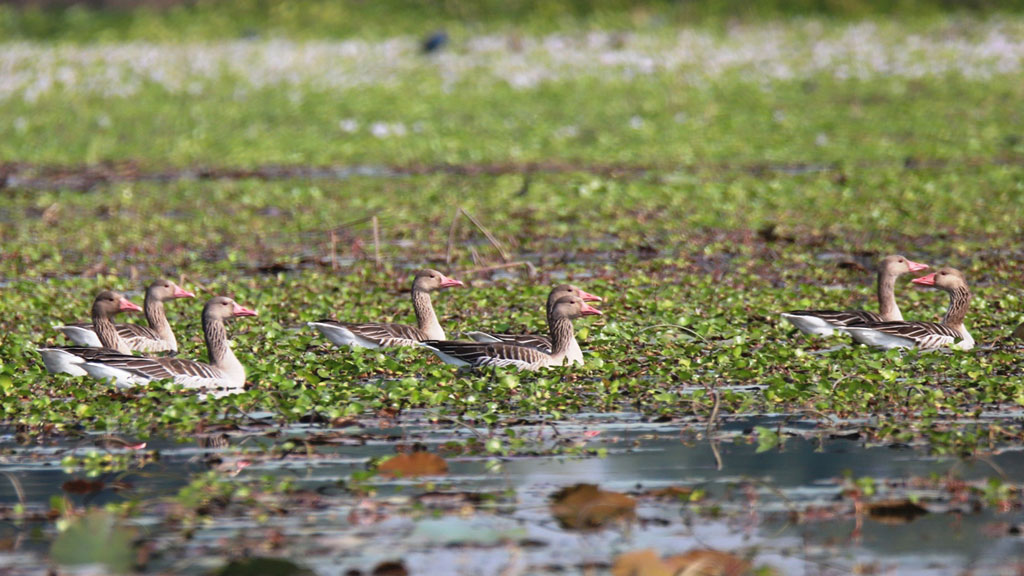 प्रवासी पन्छी कलहाँस पुरैनी आइपुगे
