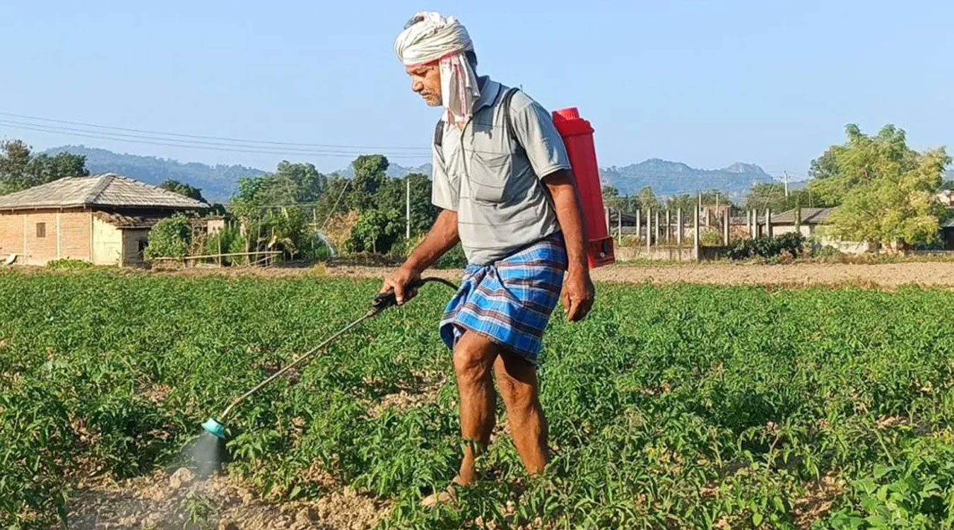 व्यापार छाडेर टमाटर खेती, वार्षिक पाँच लाखभन्दा बढी आम्दानी