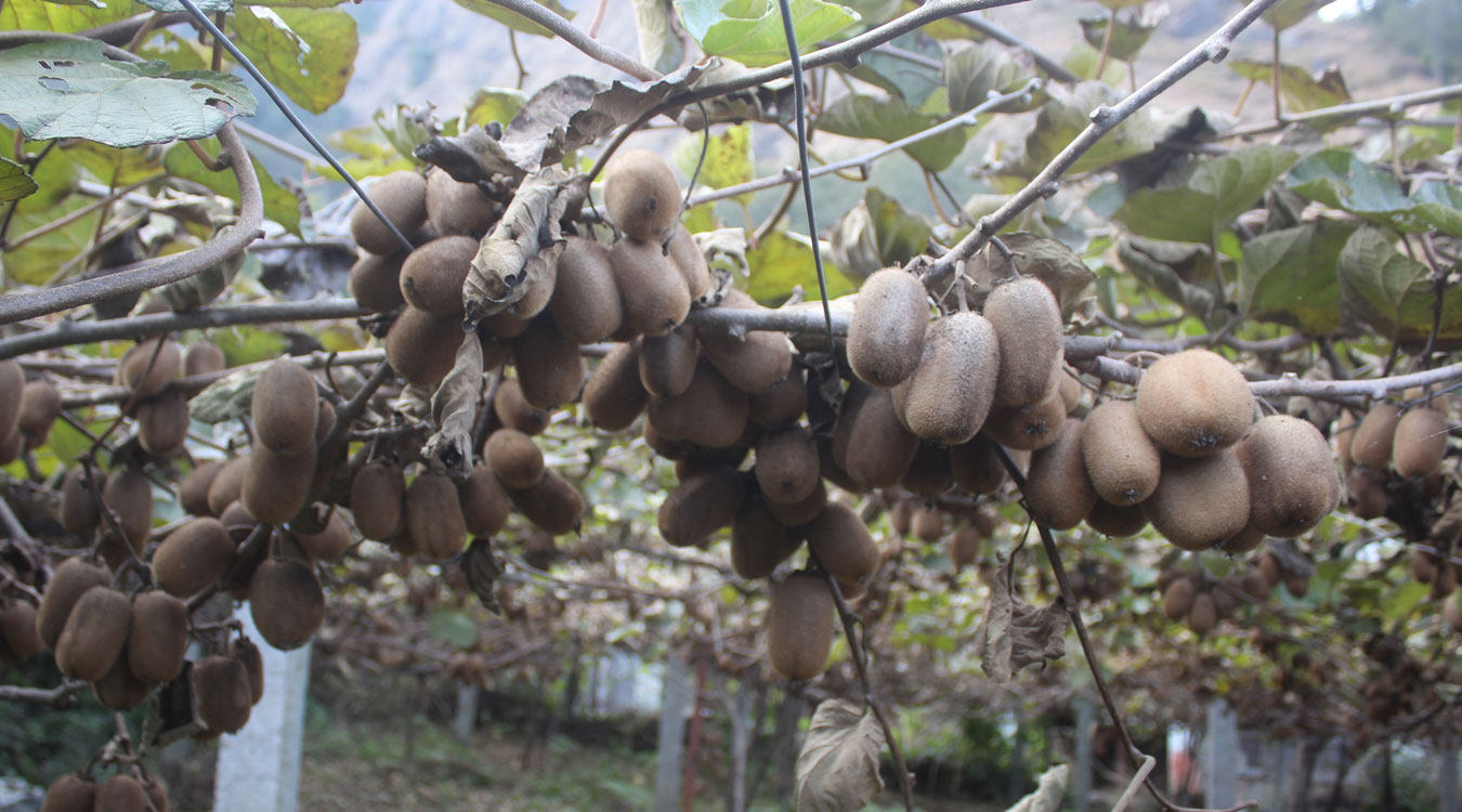 म्याग्दीमा फलेको किबीले बजार पाएन