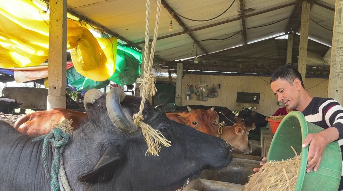 खर्च कटाएरै मासिक एक लाख ५० हजार बचत गर्छन् कृषक पौडेल