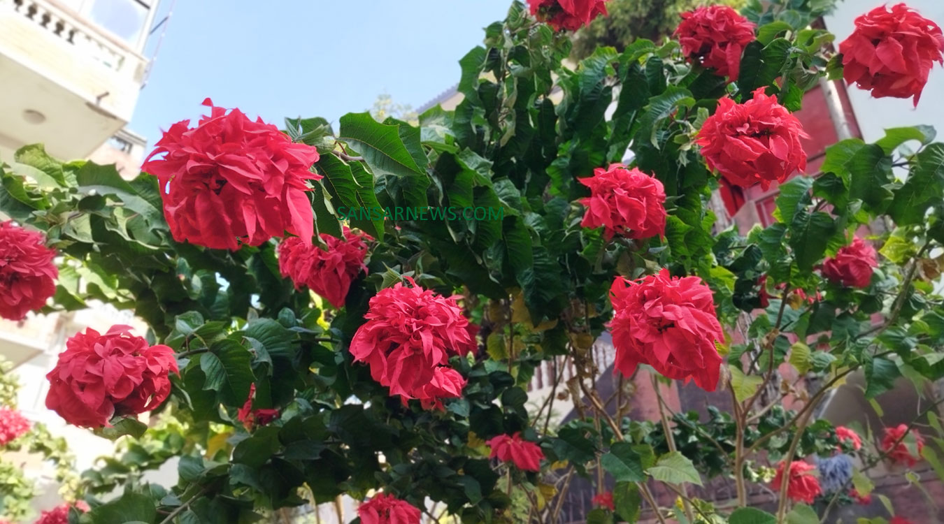 लोप हुँदै लालुपाते