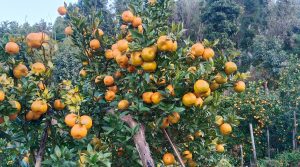 सुन्तलाले बजार नपाउँदा किसानलााई समस्या