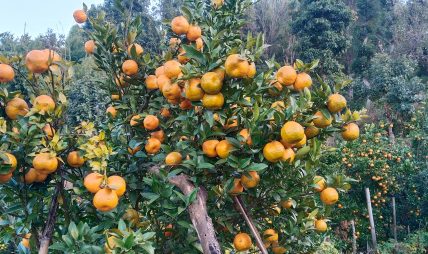 सुन्तला टिप्ने काम खोज्दै धादिङका युवा म्याग्दीमा सुन्तला टिप्ने काम खोज्दै धादिङका युवा म्याग्दीमा