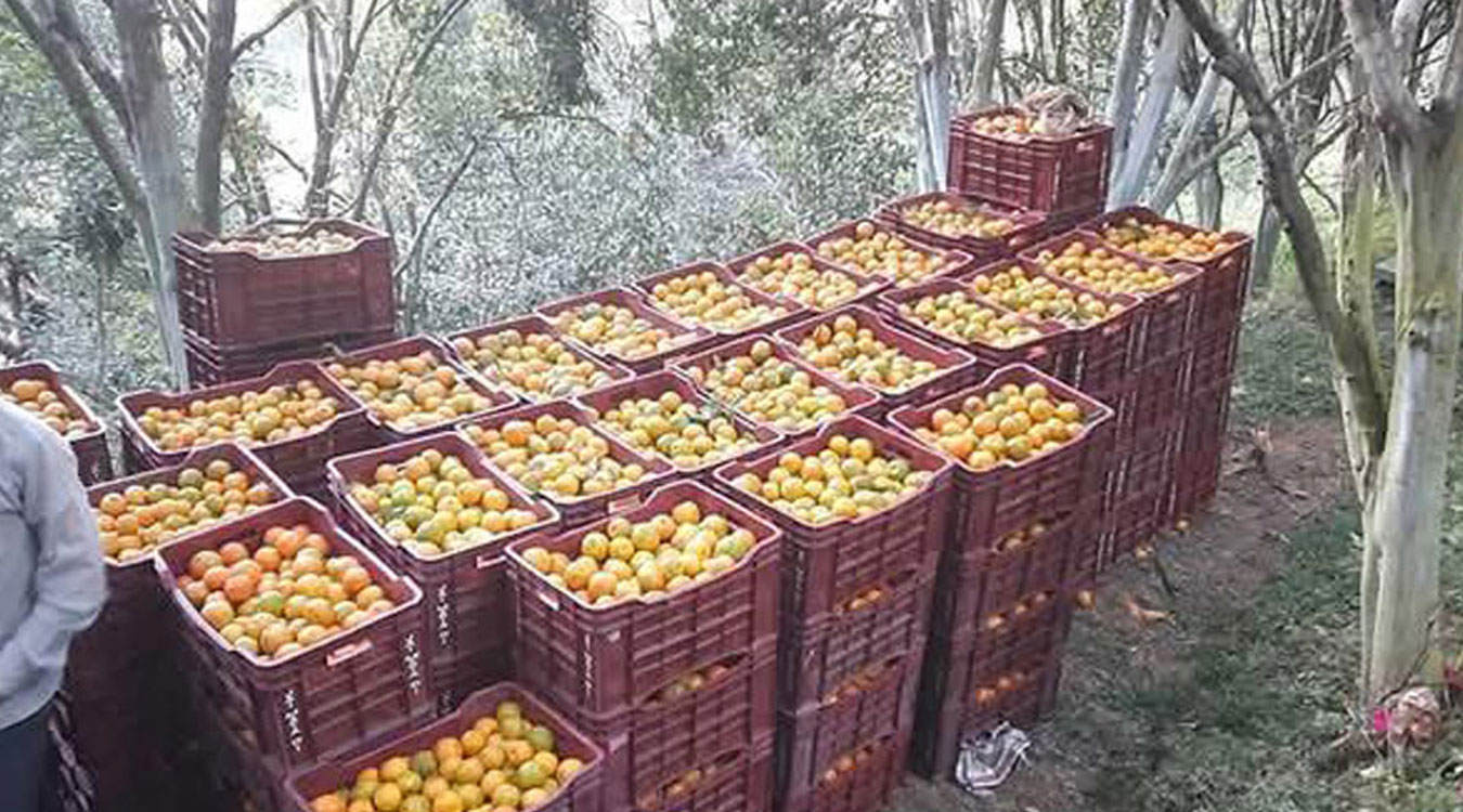 सुन्तला किन्न व्यापारी बगैँचामा