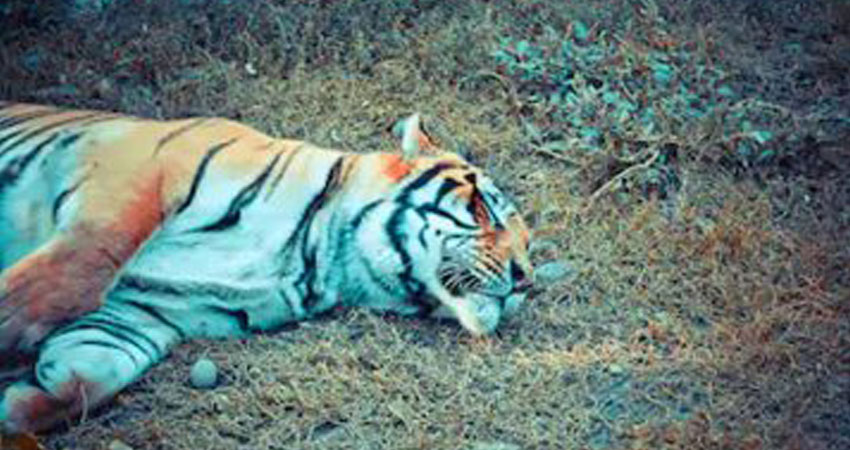 पाटेबाघ मार्ने उद्योगमा एक जना पक्राउ