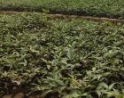 अर्घाखाँचीमा साठी हजार टिमुरका बिरुवा रोपिँदै