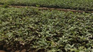 अर्घाखाँचीमा साठी हजार टिमुरका बिरुवा रोपिँदै