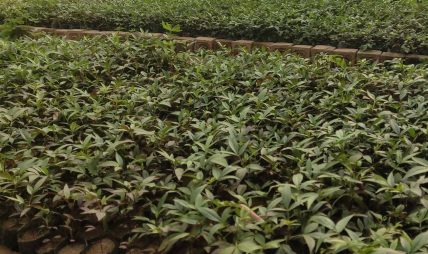 अर्घाखाँचीमा साठी हजार टिमुरका बिरुवा रोपिँदै