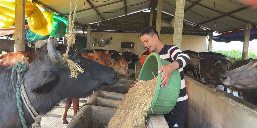 दूध बेचेरै मासिक एक लाख बढी आम्दानी गर्छन् पौडेल