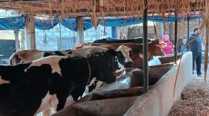 पशुपालनबाट वार्षिक १२ लाख आम्दानी गर्दै ढुङ्गाना