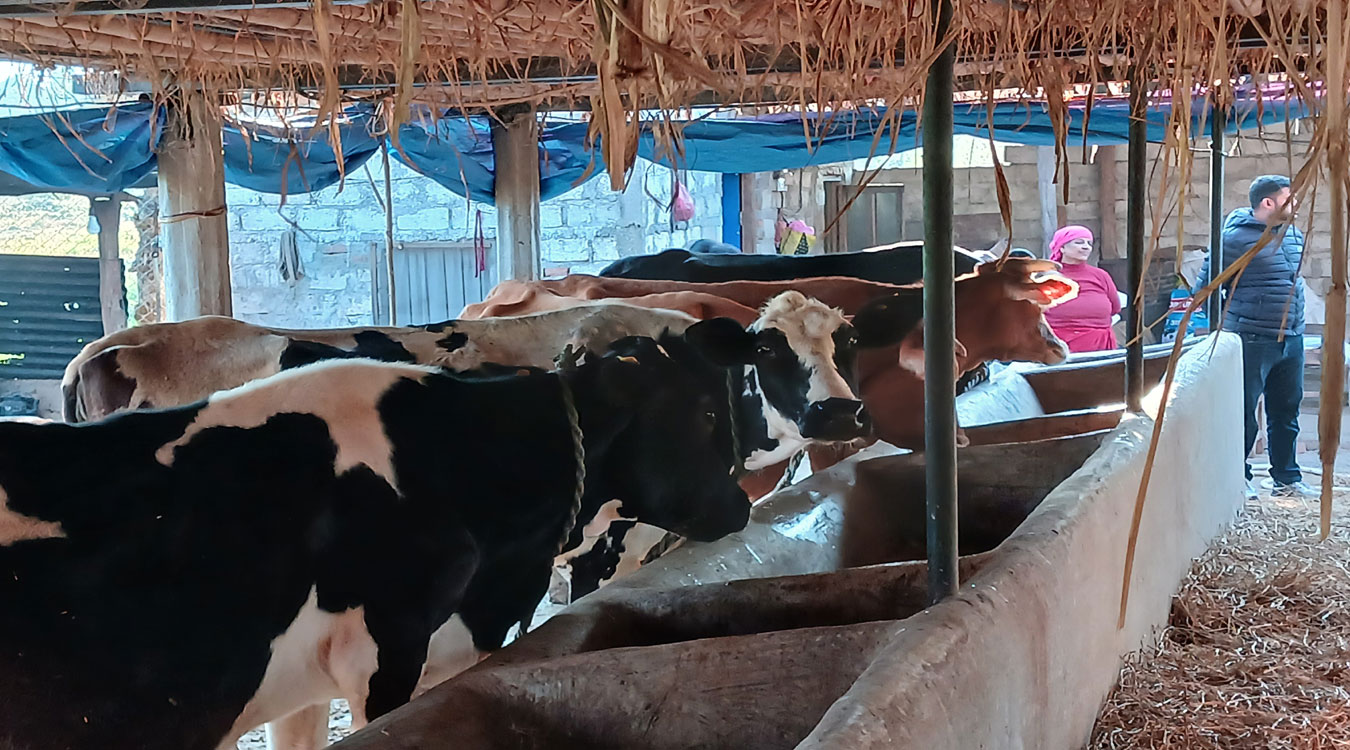 पशुपालनबाट वार्षिक १२ लाख आम्दानी गर्दै ढुङ्गाना