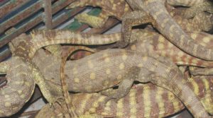 सुन गोहोरोसहित दुई जना पक्राउ