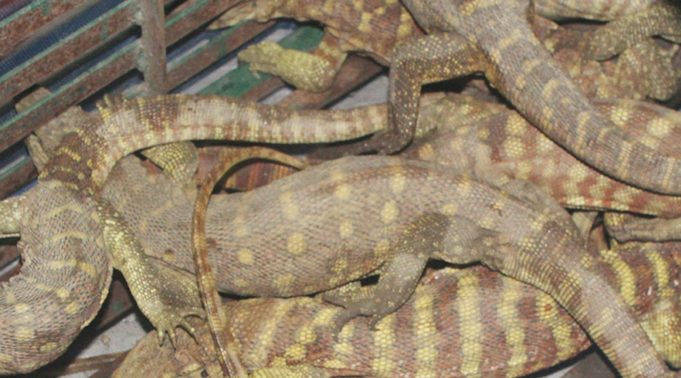 सुन गोहोरोसहित दुई जना पक्राउ