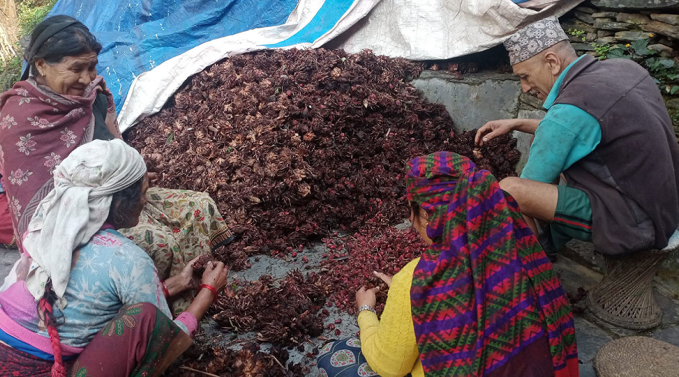 अलैँची बिक्रीबाट भित्रियो एकै वर्षमा छ करोड