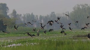 तालतलैयामा आगन्तुक चराको चहलपहल, जलपन्छी गणना सुरु