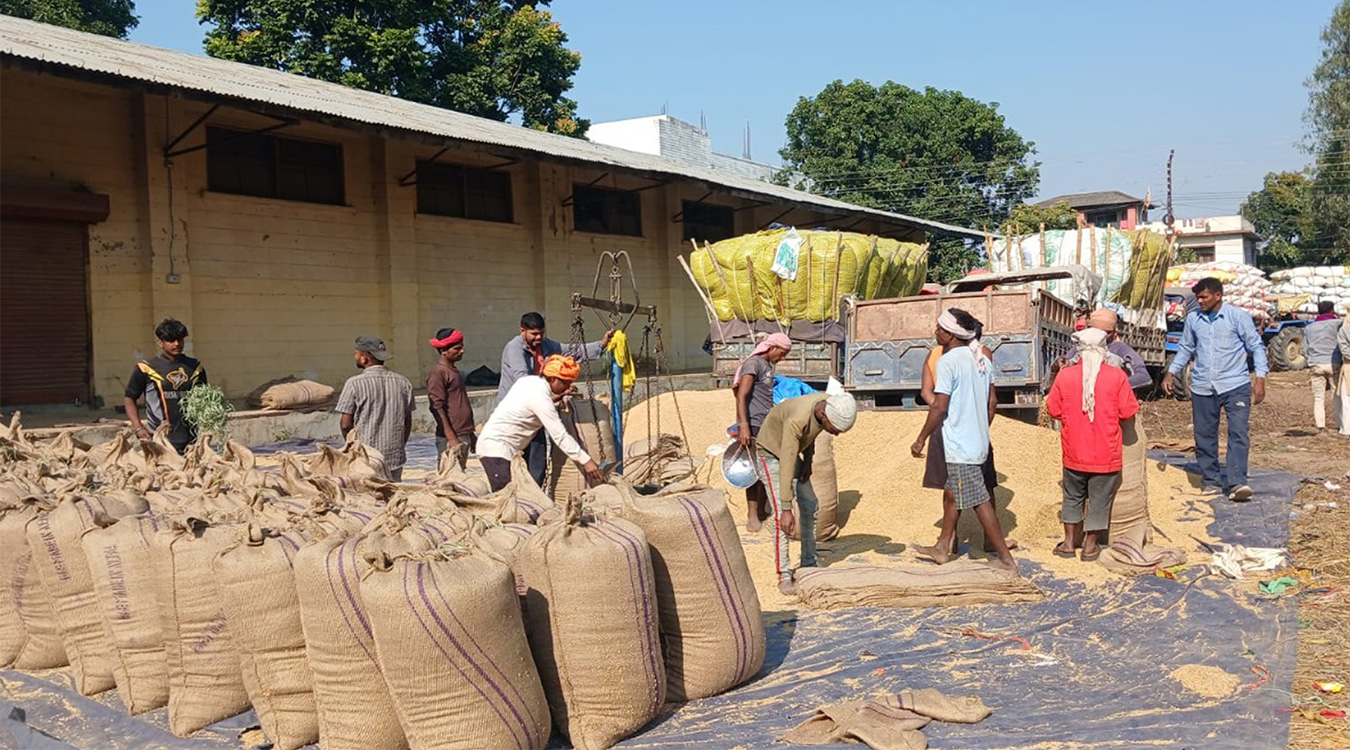 खाद्य कम्पनीद्वारा कैलालीमा धान खरिद सुरु