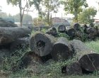 पुनःनिर्माणमा स्वदेशी काठलाई प्राथमिकता दिन आग्रह