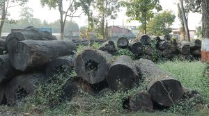 वन कार्यालयमै कुहिँदै सात करोडको काठ