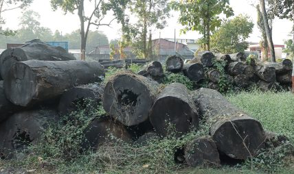 पुनःनिर्माणमा स्वदेशी काठलाई प्राथमिकता दिन आग्रह