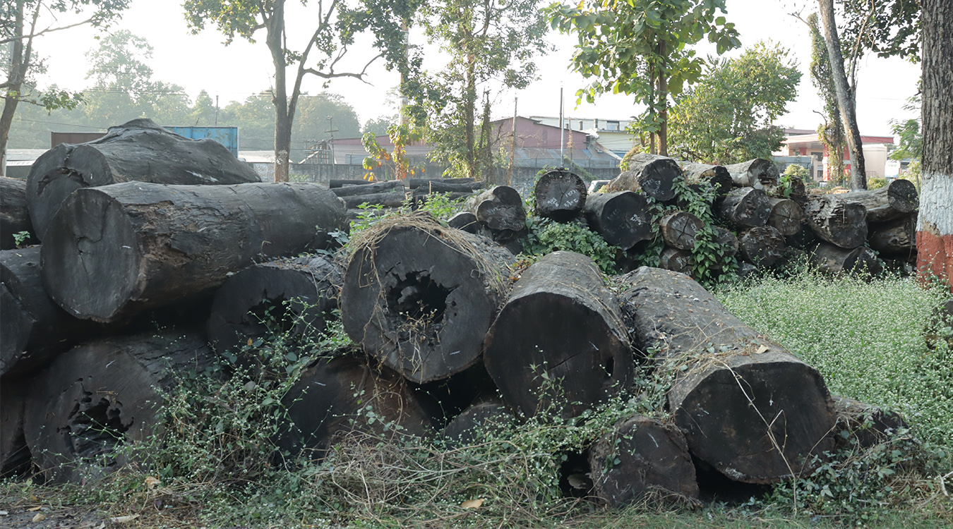 वन कार्यालयमै कुहिँदै सात करोडको काठ