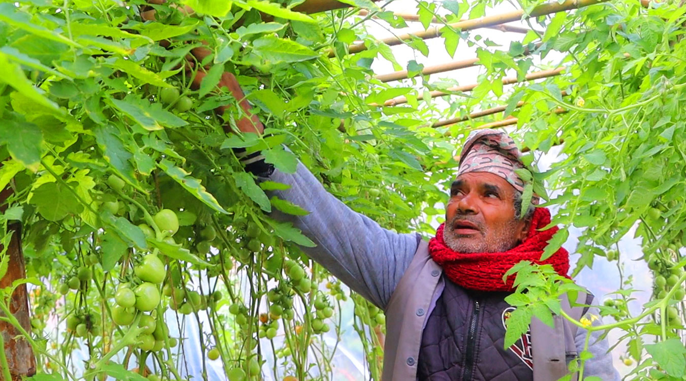 सागसब्जी फलाएर जीविकोपार्जन गर्दै स्थानीय