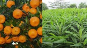 सुन्तला र अलैँचीखेतीमा किसान आकर्षित