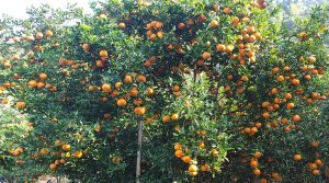 पछिल्लो समय सुन्तलाखेतीमा जलवायु परिवर्तनको प्रभाव