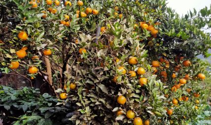 सुन्तला खेतीले फेरिँदै भोजपुरका किसानको जीवनस्तर सुन्तला खेतीले फेरिँदै भोजपुरका किसानको जीवनस्तर