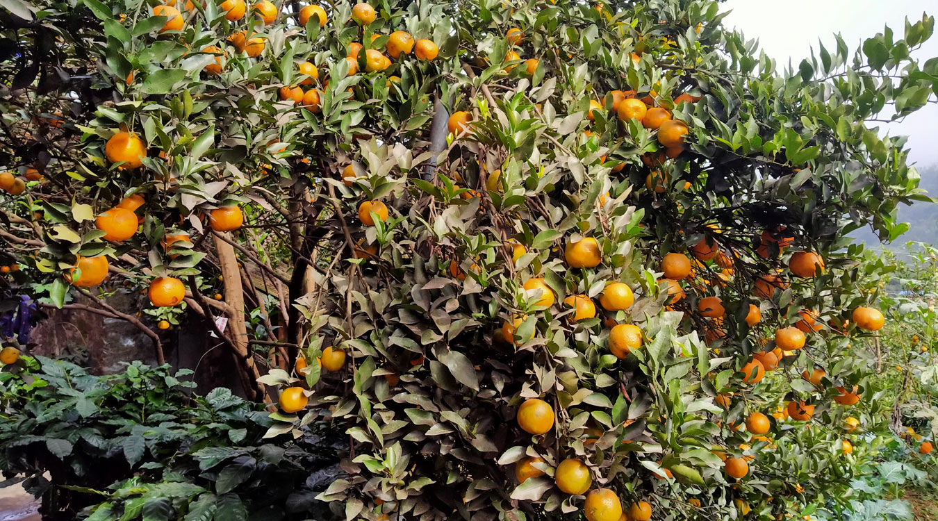 बन्दीपुरका किसान सुन्तलाखेतीप्रति आकर्षित, १० लाख कमाउन बाहिर जान नपर्ने