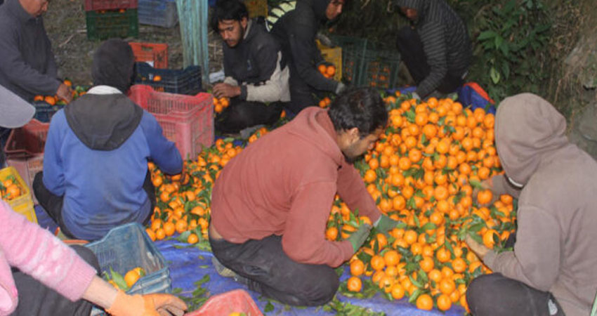 १४ वर्ष विदेशमा बसेका मगर अहिले गाउँमै सुन्तलाखेतीमा रमाउदै