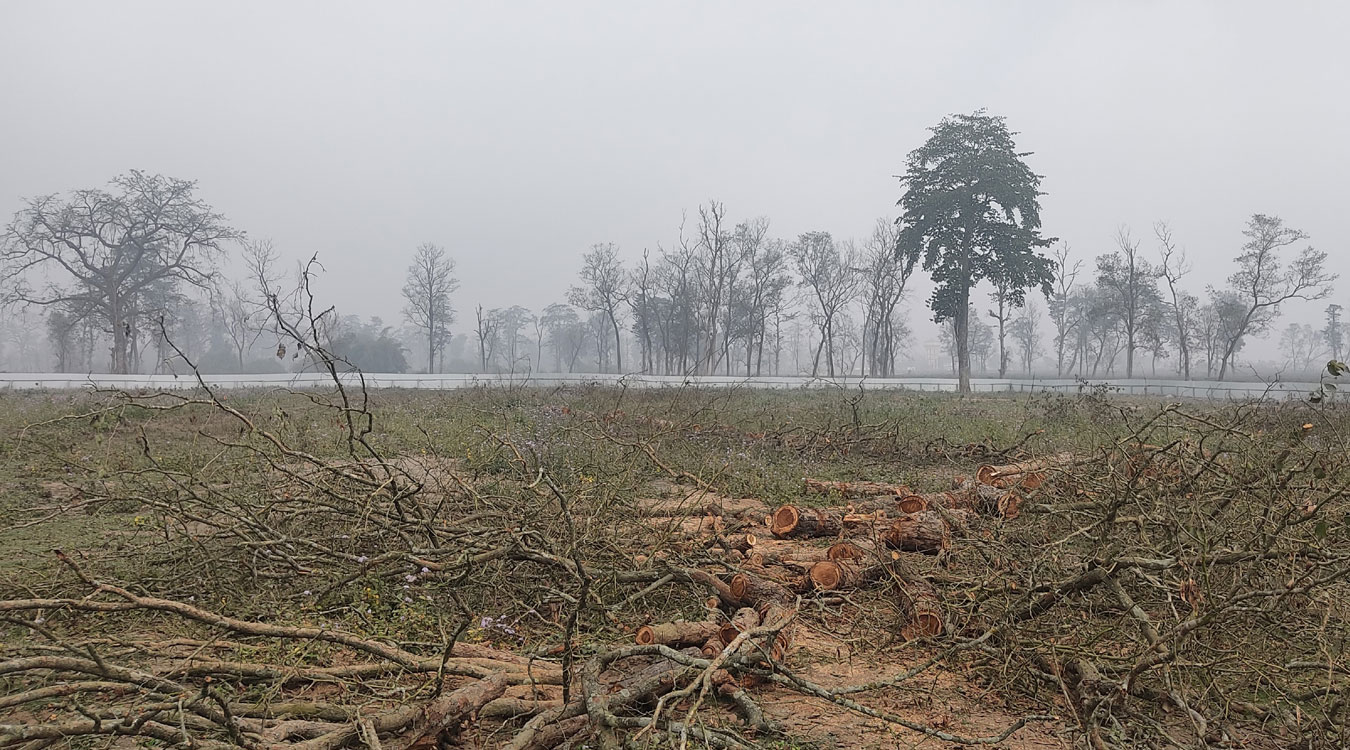 नमुना सदरमुकाम निर्माण स्थलका रुख काटियो