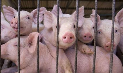 पर्वतका अफ्रिकन स्वाइन, ४६ बङ्गुर मरे