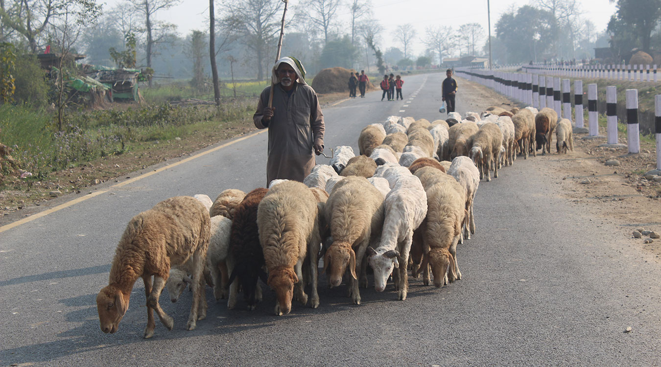 बिक्री भएन ऊन, विस्थापित हुने जोखिममा ‘भेडिहार’