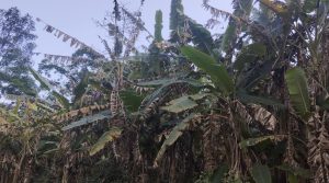 केराको बोट सुक्न थालेपछि चिन्तामा किसान