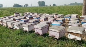 महले बजार पाउन नसकेपछि समस्यामा किसान