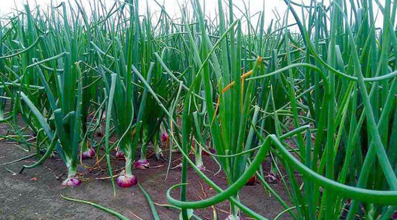 प्याजखेती प्रवर्द्धन गर्न ५० प्रतिशत अनुदान