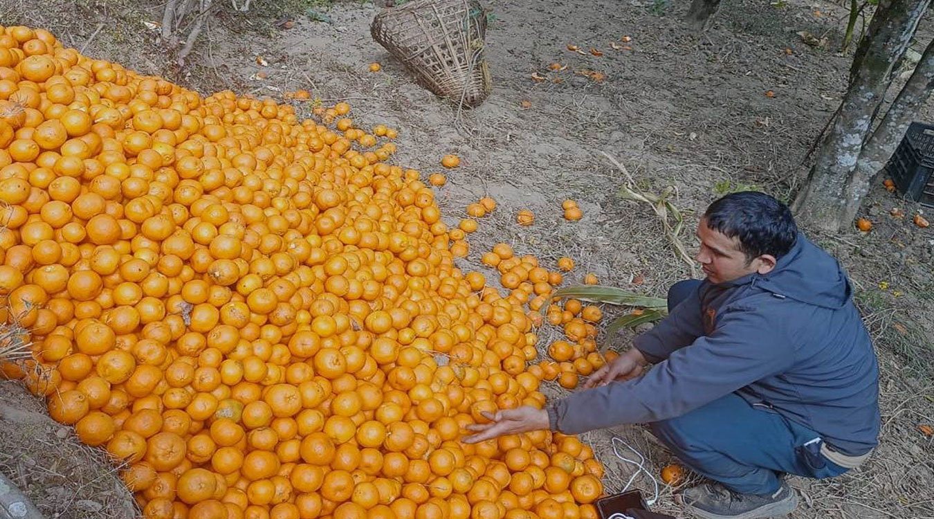 सुन्तलाखेतीमा किसानलाई प्रोत्साहन गर्दै कृषि ज्ञानकेन्द्र