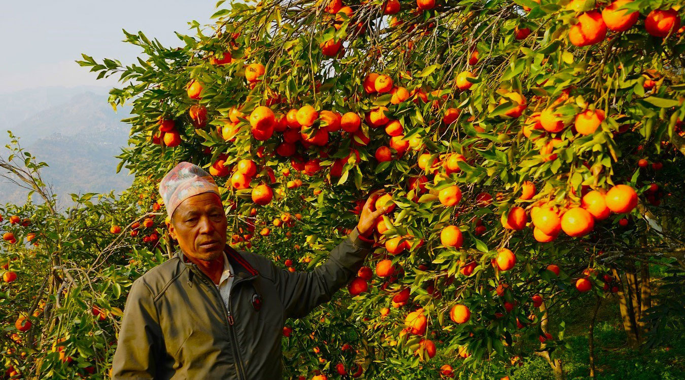 सुन्तला खेतीमा रमाएका बाँसखर्कका जगतबहादुर