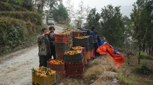 म्याग्दीमा सुन्तला उत्पादन बढ्यो