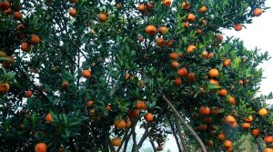 नवलपुरमा नौ करोड बराबरको सुन्तला उत्पादन