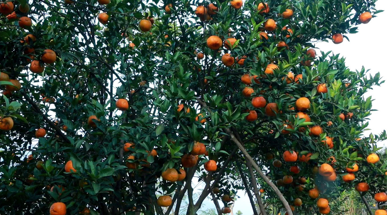 नवलपुरमा नौ करोड बराबरको सुन्तला उत्पादन