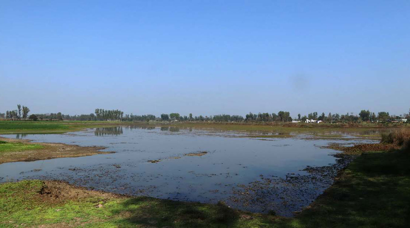 चरा अवलोकन गर्नेको गन्तव्यका रुपमा विकसित हुँदै पुरैनी ताल