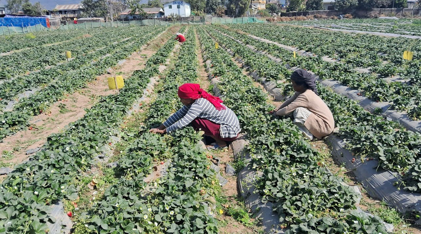 स्ट्रबेरीखेतीबाट वार्षिक लाखौं बचत गर्दै किसान
