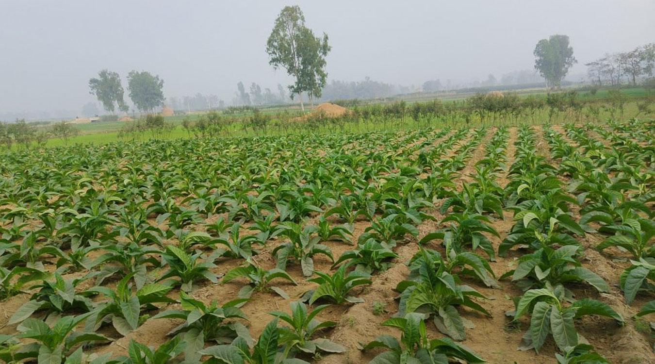 महोत्तरीमा आम्दानीको आकर्षक माध्यम बन्दै सुर्तीखेती