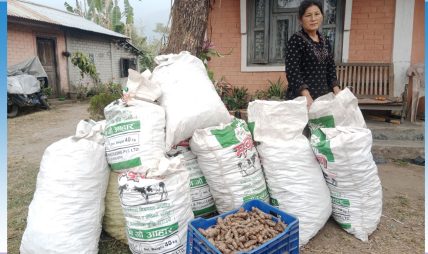 बैतडीका महिला व्यावसायिक रूपमा बेसारखेती गर्दै बैतडीका महिला व्यावसायिक रूपमा बेसारखेती गर्दै