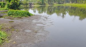 सिमसार क्षेत्रको अतिक्रमणले जोखिममा कछुवा