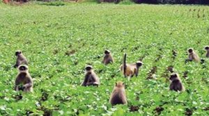 बाँदरलाई ‘बन्ध्याकरण’ गर्ने