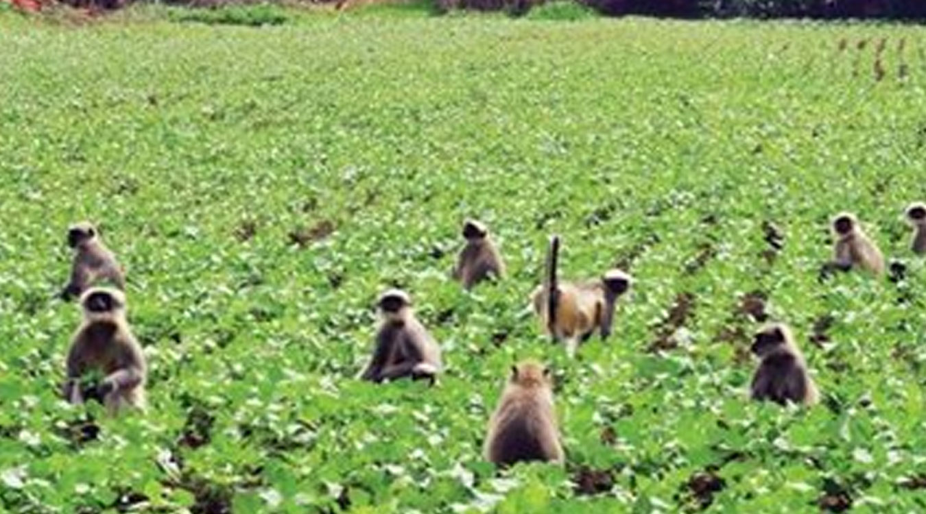 प्रतिनिधिसभा : बाँदर आतङ्क रोक्नेदेखि प्रतिबन्धित क्षेत्र खुला गर्नुपर्ने माग