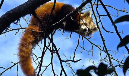 रेड पाण्डाको छाला सहित एक जना पक्राउ रेड पाण्डाको छाला सहित एक जना पक्राउ
